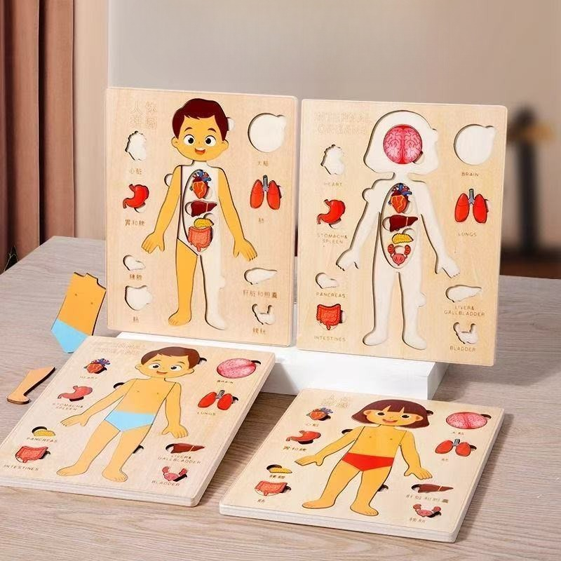 Human Body Puzzle - ألغاز مونتيسوري لوحة مشغولة لتعليم جسم