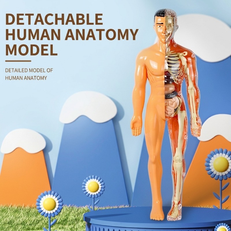Human Body Puzzle - مجموعة تجارب علمية لبناء نموذج جسم