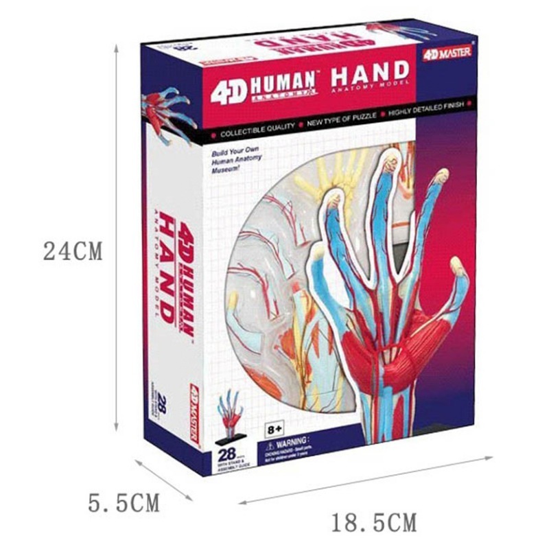 Human Body Puzzle - 4d ماستر اليد البشرية العظام العضلات