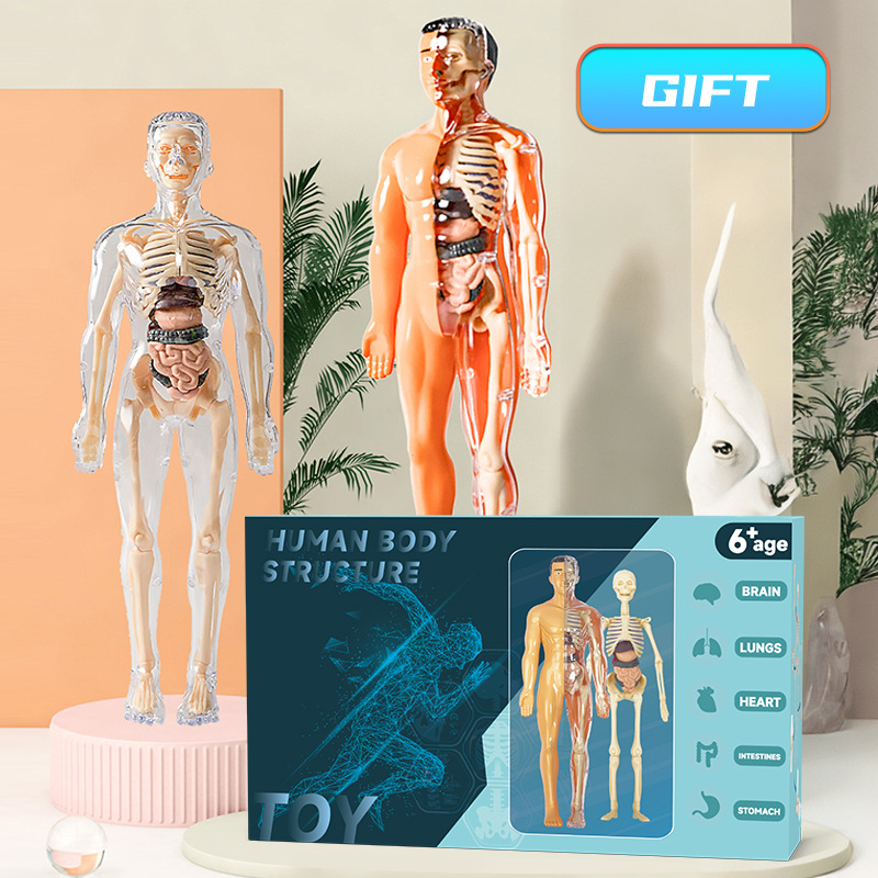 Human Body Puzzle - نموذج جذع بشري ثلاثي الأبعاد للأطفال