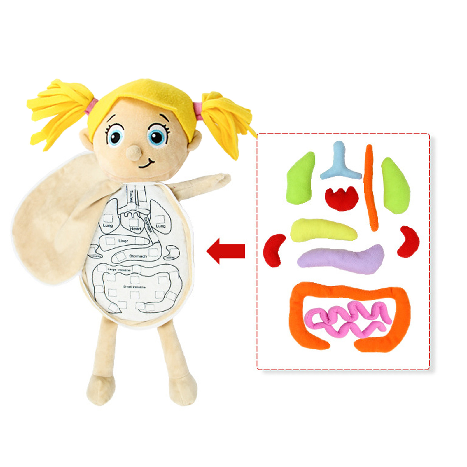 Human Body Puzzle - طفل ألعاب مونتيسوري ثلاثية الأبعاد لغز