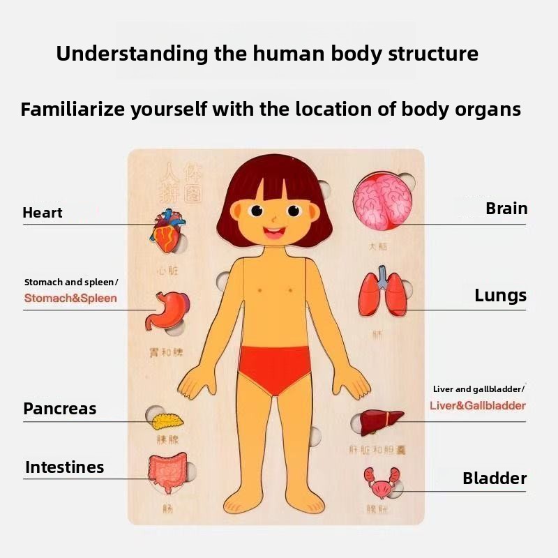 ألغاز مونتيسوري لوحة مشغولة لت - مراجعة Human Body Puzzle وسعره