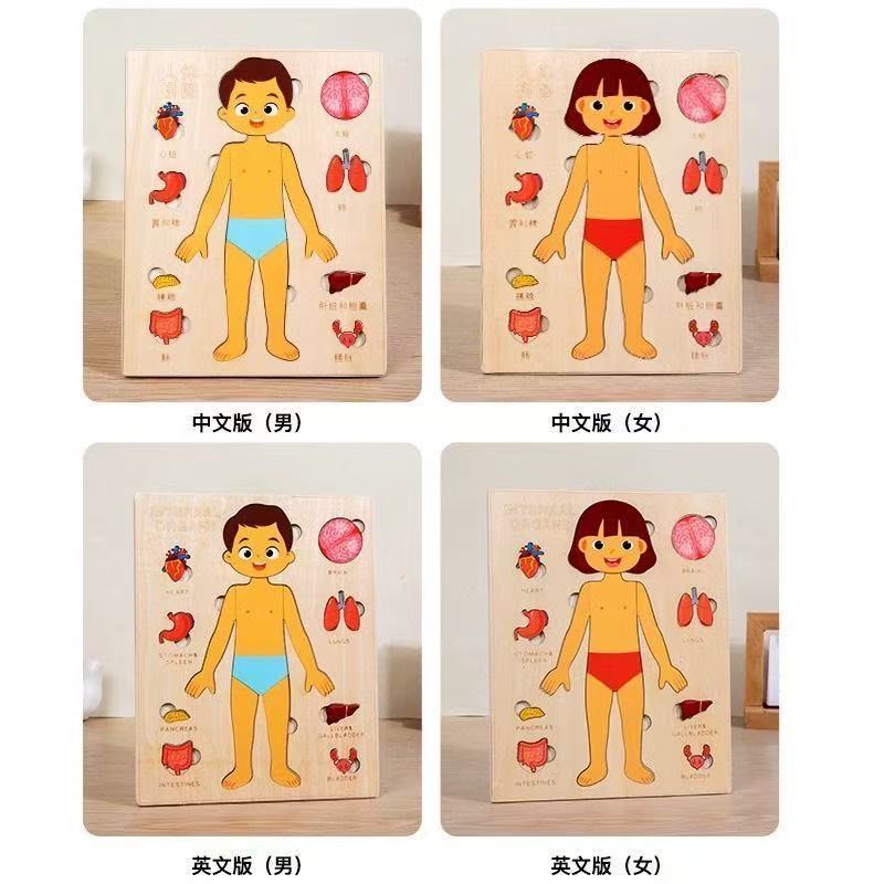 ألغاز مونتيسوري لوحة مشغولة لت - مراجعة Human Body Puzzle وسعره