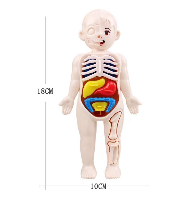 لعبة تركيب مونتيسوري ثلاثية ال - مراجعة Human Body Puzzle وسعره