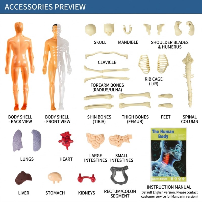 مجموعة تجارب علمية لبناء نموذج - مراجعة Human Body Puzzle وسعره