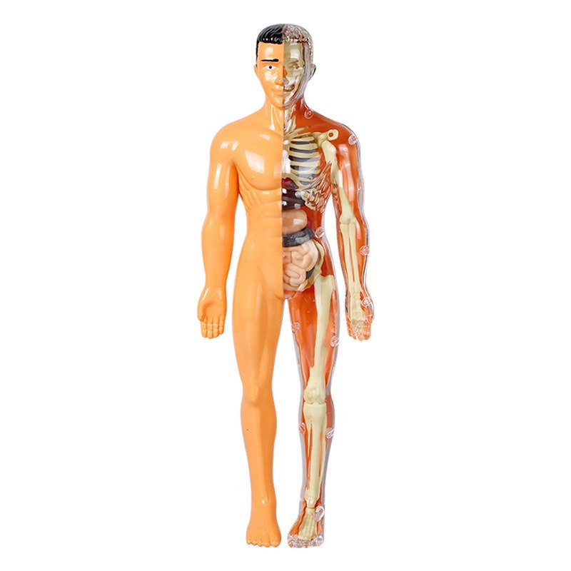 مجموعة تجارب علمية لبناء نموذج - مراجعة Human Body Puzzle وسعره
