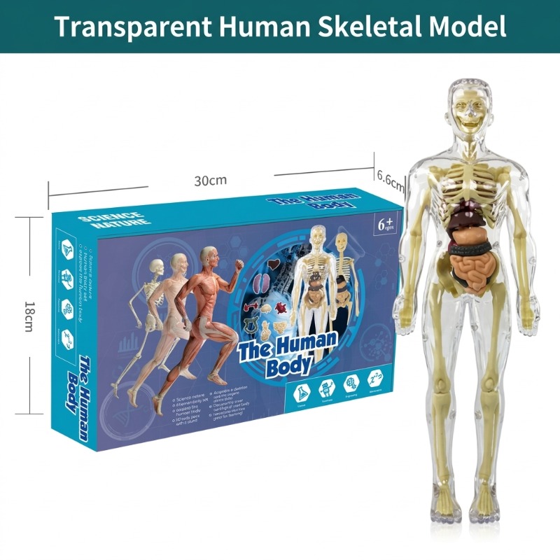 مجموعة تجارب علمية لبناء نموذج - مراجعة Human Body Puzzle وسعره