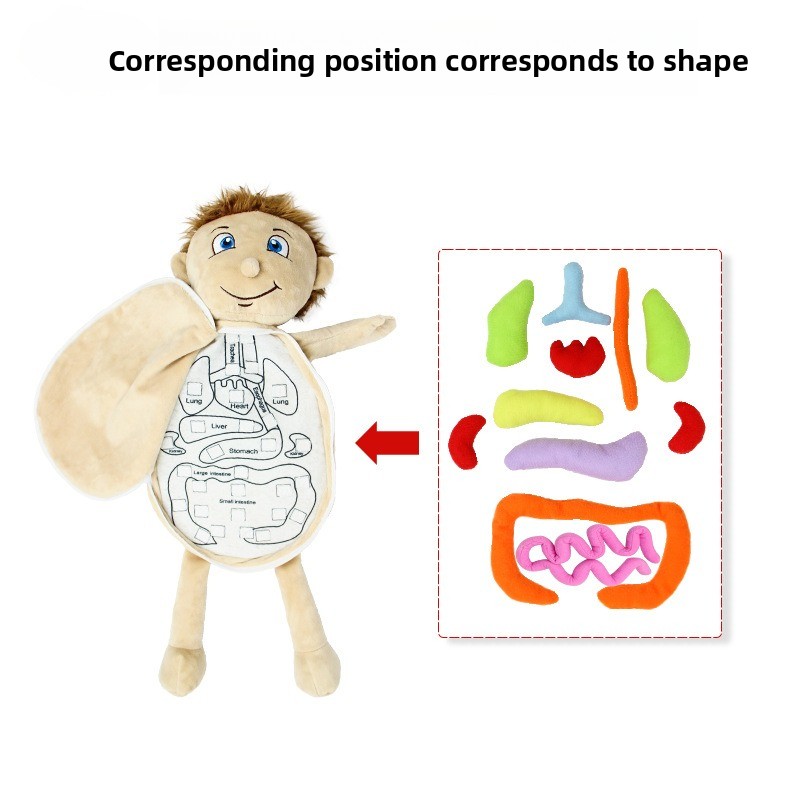 قطعة واحدة من لعبة ألغاز تعليم - مراجعة Human Body Puzzle وسعره