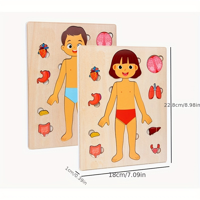ألغاز جسم الإنسان الخشبية مونت - مراجعة Human Body Puzzle وسعره