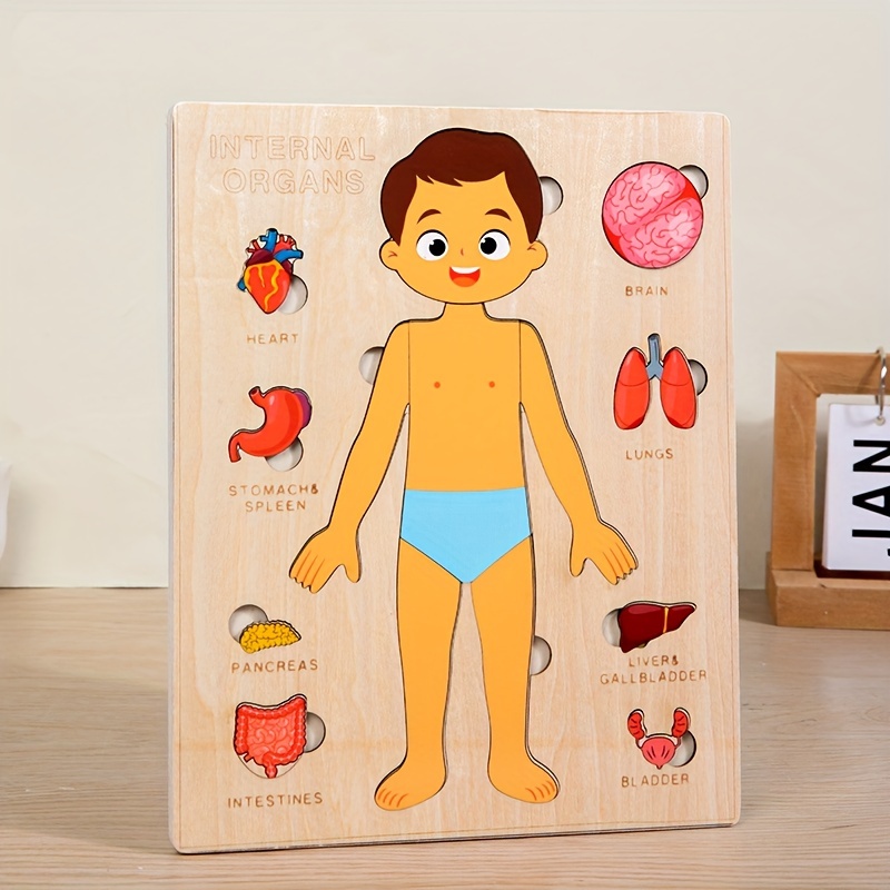 ألغاز جسم الإنسان الخشبية مونت - مراجعة Human Body Puzzle وسعره