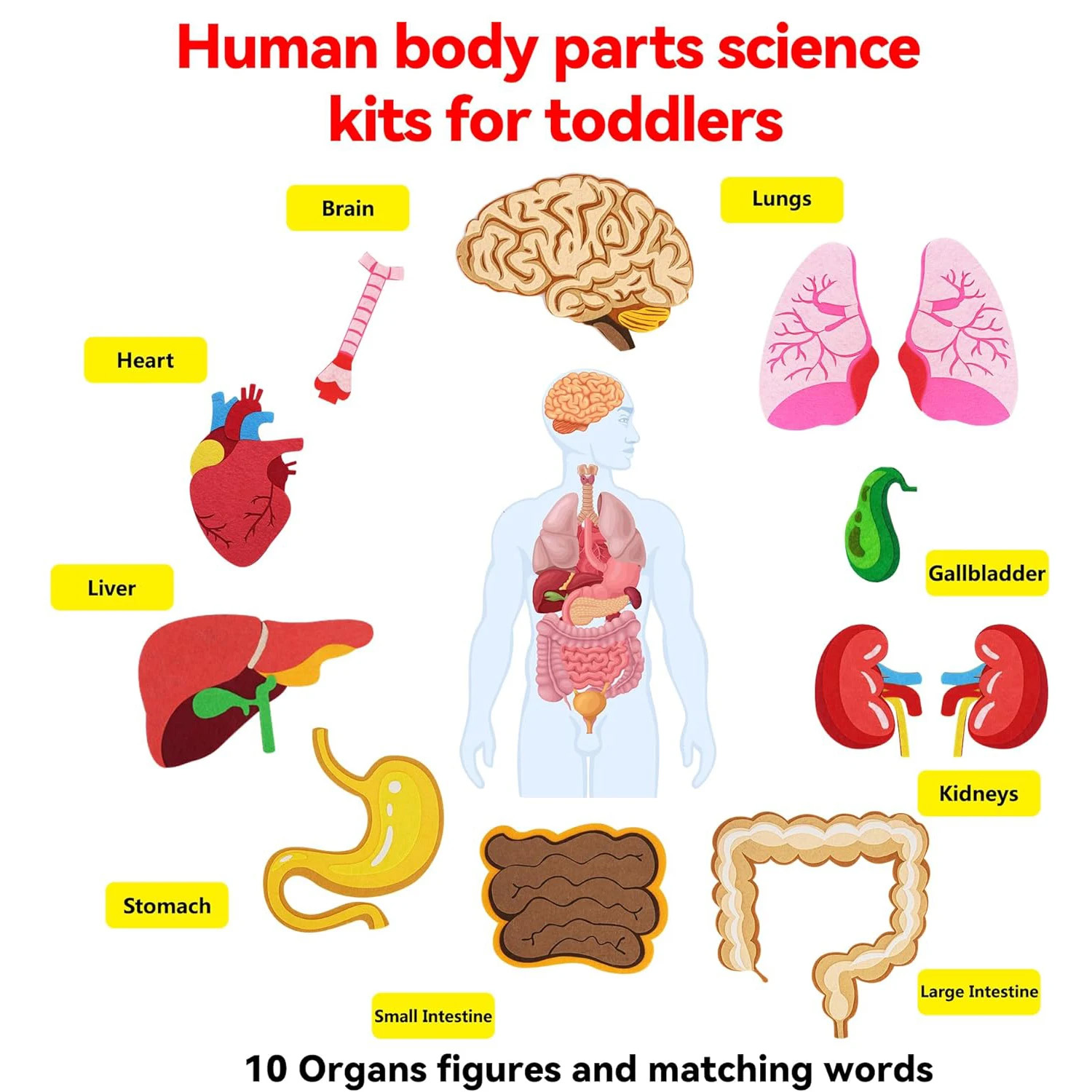 أجزاء جسم الإنسان قصص لوحية لل - مراجعة Human Body Puzzle وسعره