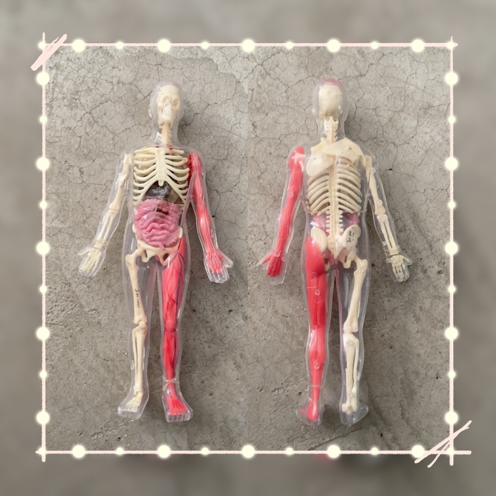 متوفر في المخزون، نموذج أعضاء  - مراجعة Human Body Puzzle وسعره