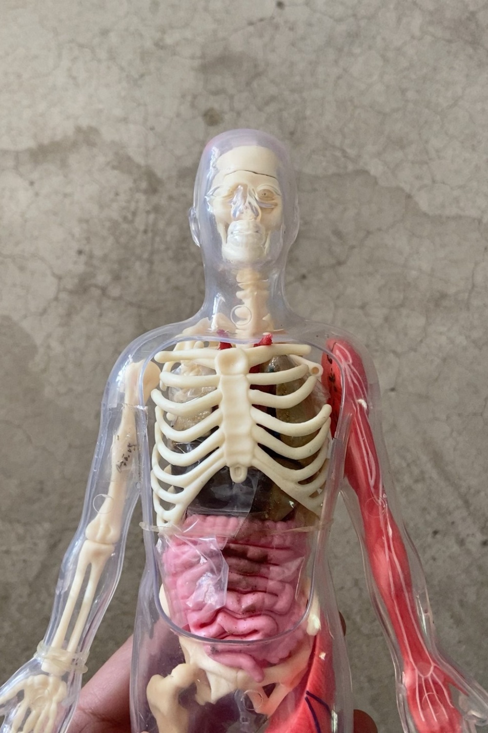 متوفر في المخزون، نموذج أعضاء  - مراجعة Human Body Puzzle وسعره