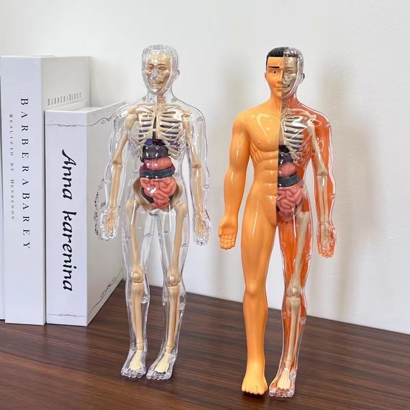 نموذج جذع جسم الإنسان ثلاثي ال - مراجعة Human Body Puzzle وسعره