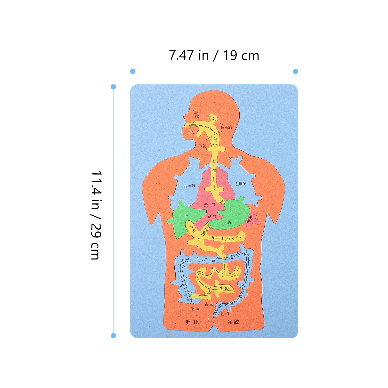 3 قطع من ألغاز أعضاء الإنسان م - مراجعة Human Body Puzzle وسعره