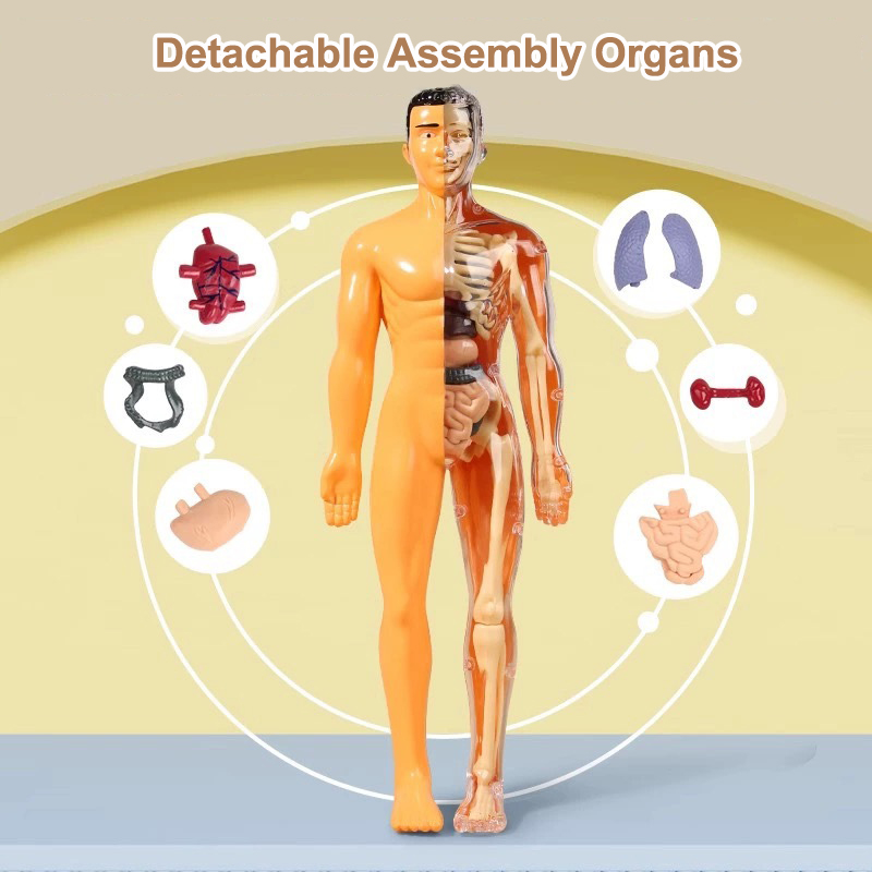 نموذج جذع بشري ثلاثي الأبعاد ل - مراجعة Human Body Puzzle وسعره
