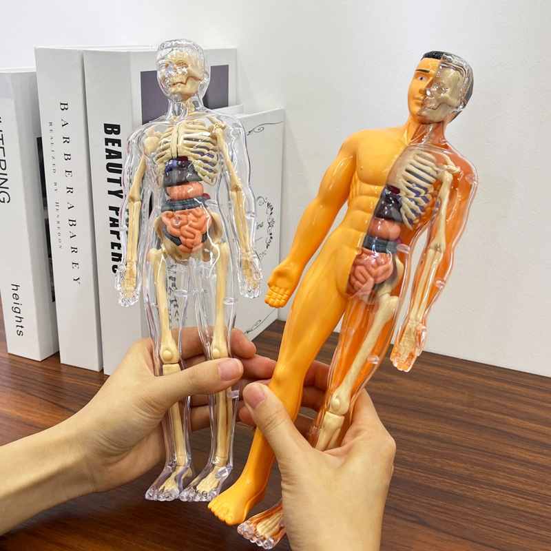 نموذج جذع بشري ثلاثي الأبعاد ل - مراجعة Human Body Puzzle وسعره