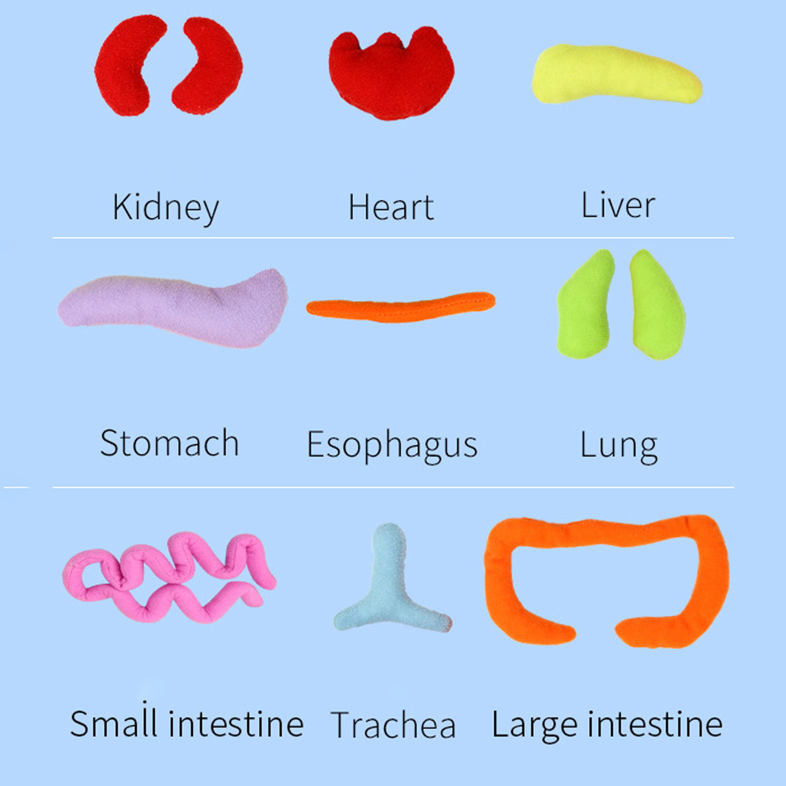 طفل ألعاب مونتيسوري ثلاثية الأ - مراجعة Human Body Puzzle وسعره